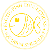 Welcome to Exotic Fish Connections